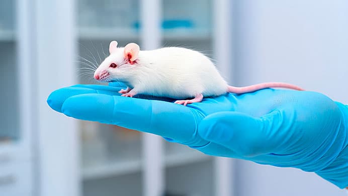Los riesgos asociados a la dieta cetogénica o keto 1 Ratón de laboratorio