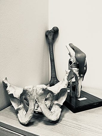 Andrea Ariznavarreta, ingeniera asturiana en biomecánica: «La curiosidad me trajo hasta aquí y sigue guiando mi camino» 3 Imagen de pelvis, fémur y rodilla como ejemplo de la parte médica en combinación con los estudios de ingeniería.