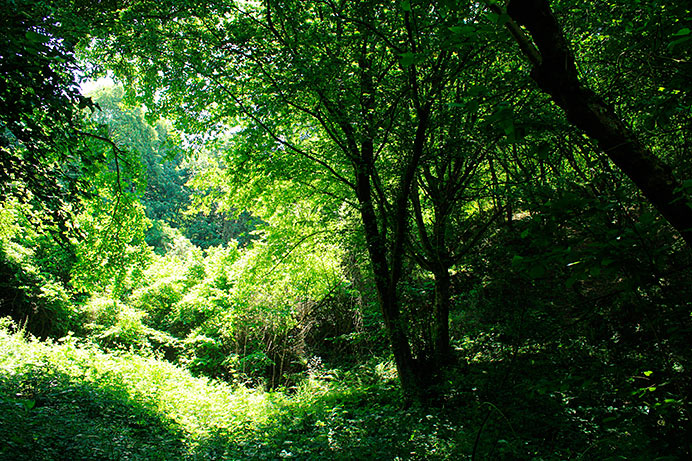 Llegó el verano y el bosque lo sabe 1 Bosque frondoso