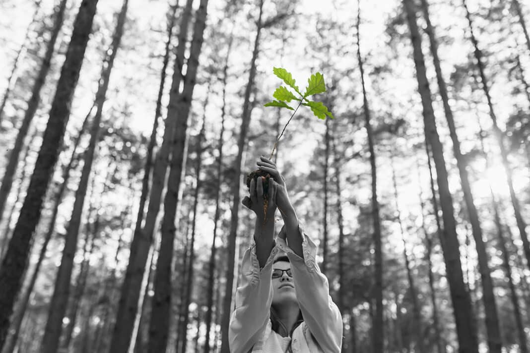Las organizaciones ambientales de Asturies reivindican en el Día del Medio Ambiente una política forestal que priorice la conservación y la apuesta por las especies autóctonas
