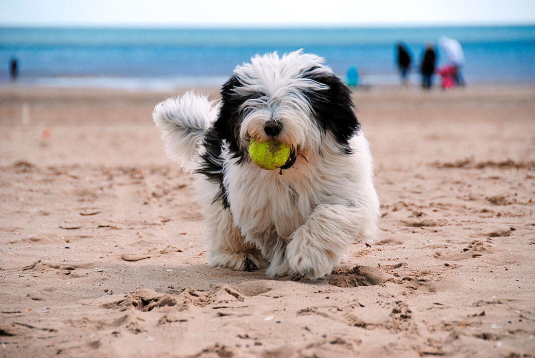 Playas para perros en Asturias: conoce a cuáles puedes ir este verano con ellos