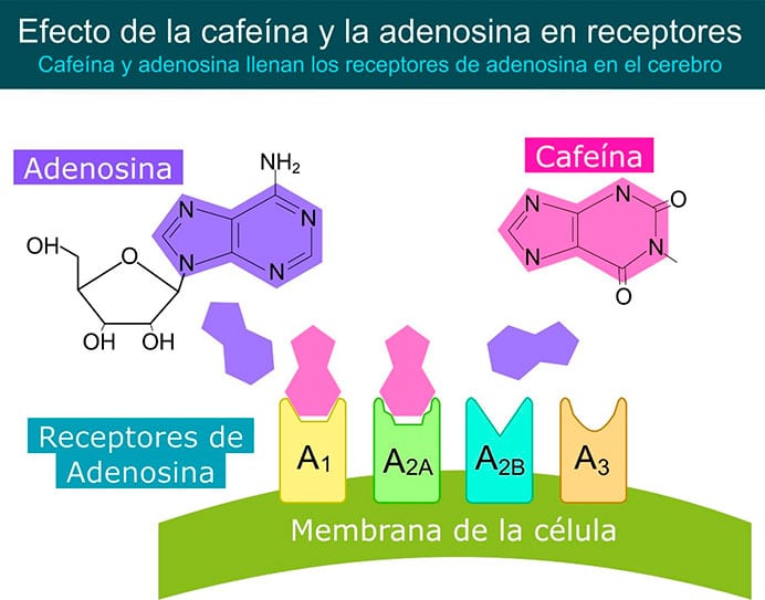 Un estudio relaciona el consumo de café y té con un envejecimiento cerebral más lento 3 Esquema de la sustitución de la adenosina por cafeína en los receptores de las neuronas.
