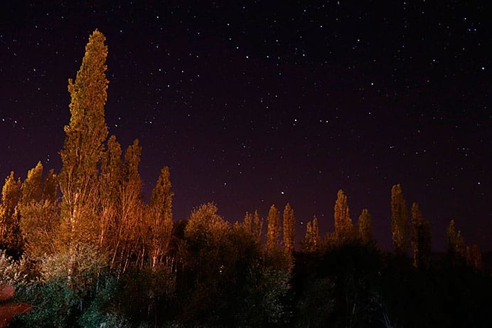 El bosque nocturno 1 El bosque nocturno