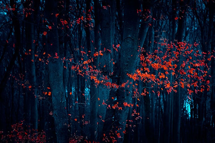 El bosque nocturno 2 El bosque nocturno