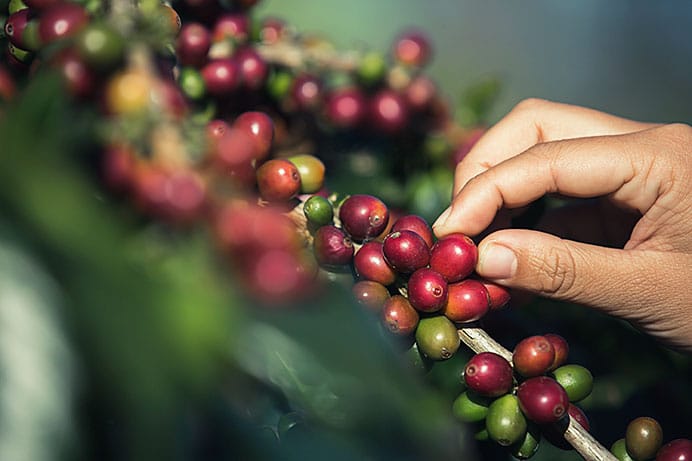 Un estudio relaciona el consumo de café y té con un envejecimiento cerebral más lento 1 Cafeto o planta de café.