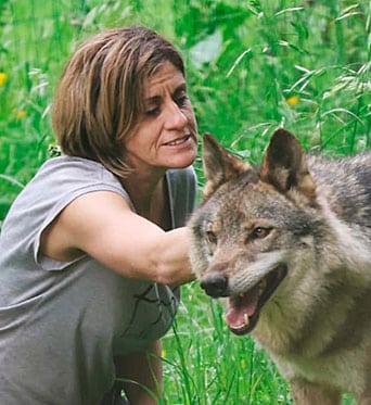 El lobo ibérico: conocer para conservar 2 Begoña, realizando los cuidados veterinarios al lobo ibérico Aullador. Casa del Lobo, Belmonte de Miranda (Asturias).