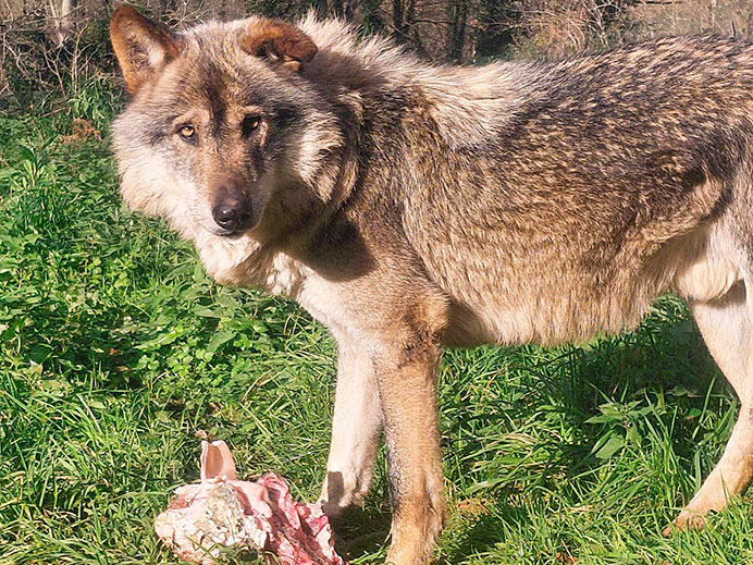 El lobo ibérico: conocer para conservar 3 El lobo ibérico Belmon comiendo. Casa del lobo, Belmonte de Miranda (Asturias).