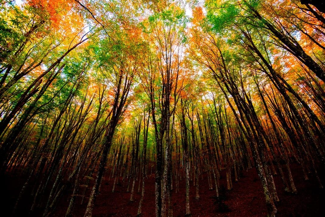 Bosque otoñal.