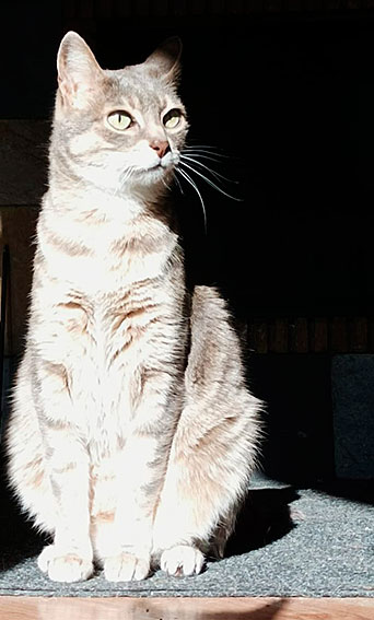 Lulu… Cuando la esperanza te elige entre los escombros 3 Xana, gata de Amaya Ferrer, fundadora de Hope Palestina.