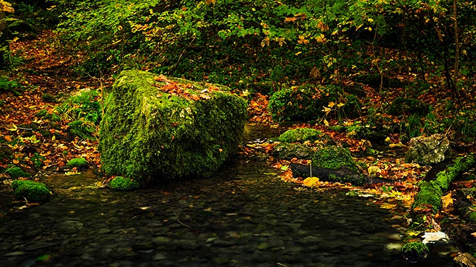 Octubre, cuando la naturaleza guarda su luz 3 Bosque en otoño.