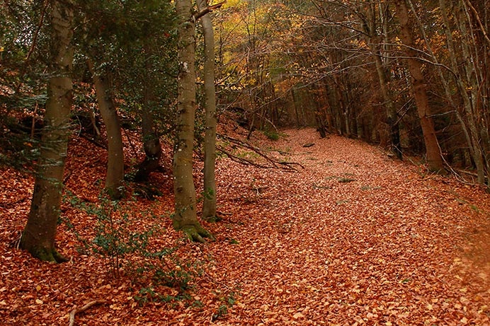 Octubre, cuando la naturaleza guarda su luz 2 Bosque en otoño.