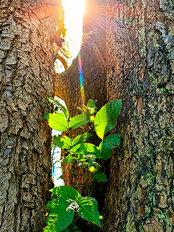 La hora secreta del jardín 8 La hora secreta del jardín