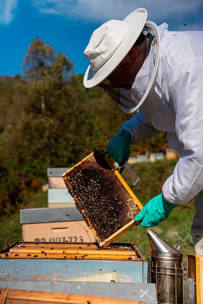 Feria de la Miel de Boal, 39 años manteniendo la calidad del producto 3 El apicultor Julio Fernández trabajando en las colmenas.