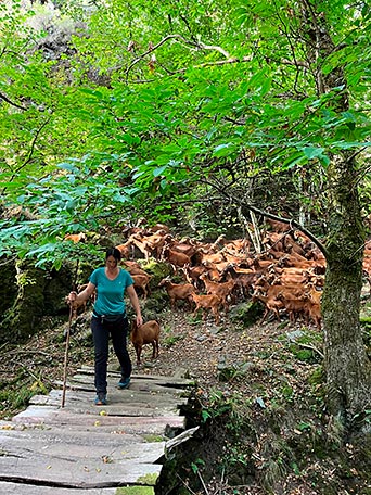 Úrsula Villabrille, Mujer Rural de Asturias 2026: “Hay mucho talento en el medio rural y muchas veces pasa desapercibido” 4 Úrsula Villabrille, Mujer Rural de Asturias 2026, con sus cabras.
