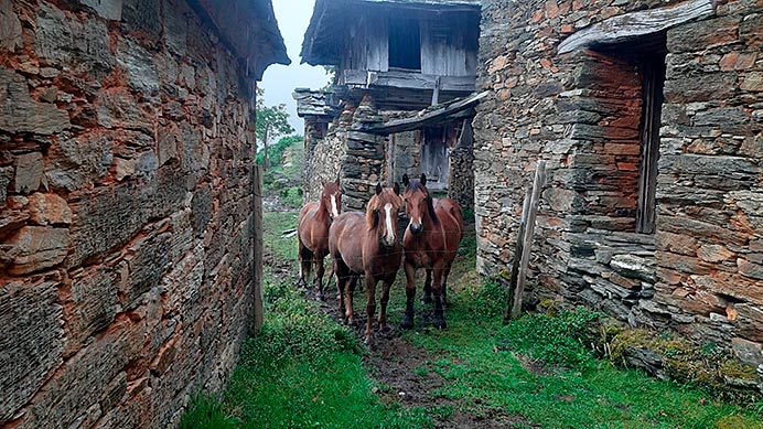 Úrsula Villabrille, Mujer Rural de Asturias 2026: “Hay mucho talento en el medio rural y muchas veces pasa desapercibido” 1 Algunas de las yeguas de Úrsula Villabrille.